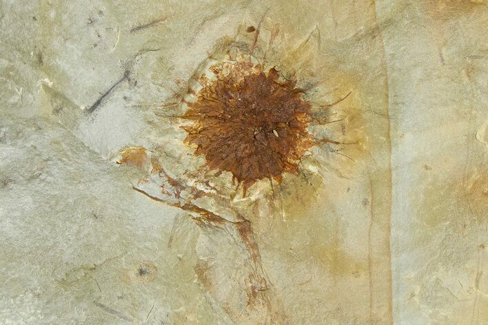 Paleocene Fossil Infructescence (Macginicarpa) - Montana #377896